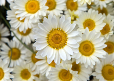 صور عباد شمس أبيض Fresh White Sunflowers - صور ورد وزهور Rose Flower images